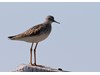 Photo of Tringa flavipes